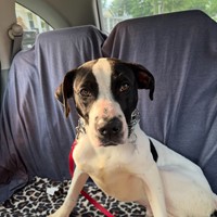 Lost Pet Image