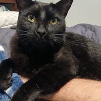 Lost Pet Image