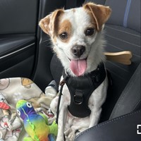 Lost Pet Image