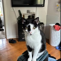 Lost Pet Image