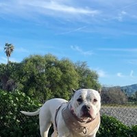Lost Pet Image
