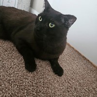 Lost Pet Image