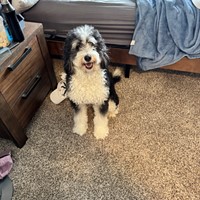 Lost Pet Image