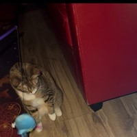 Lost Pet Image