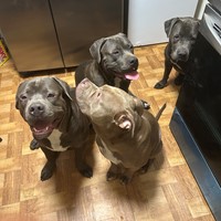 Lost Pet Image