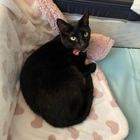 Lost Pet Image