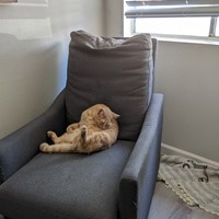 Lost Pet Image