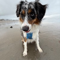 Lost Pet Image