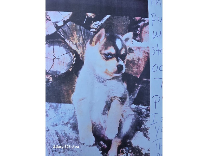 Pet Photo