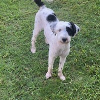 Lost Pet Image