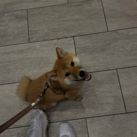 Lost Pet Image
