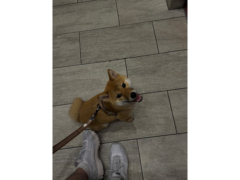 Pet Photo