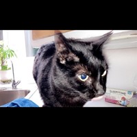 Lost Pet Image