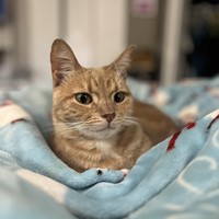 Lost Pet Image