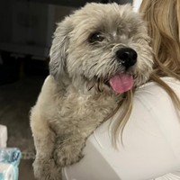 Lost Pet Image