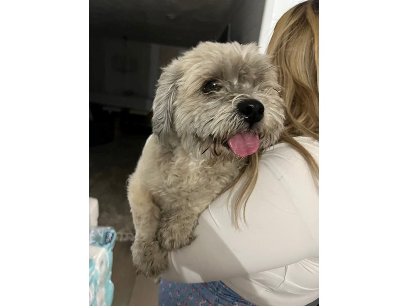 Pet Photo
