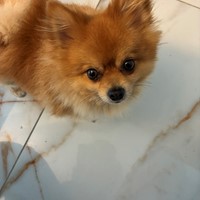 Lost Pet Image