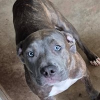 Lost Pet Image