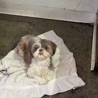 Lost Pet Image