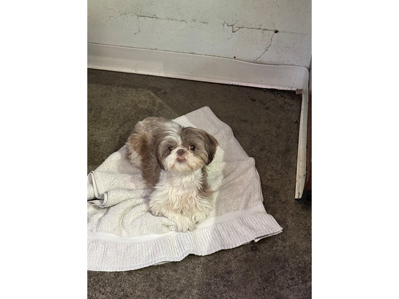 Pet Photo
