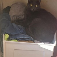 Lost Pet Image