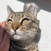 Lost Pet Image