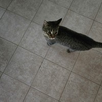Lost Pet Image