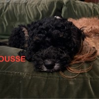 Lost Pet Image