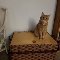 Lost Pet Image