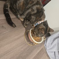 Lost Pet Image