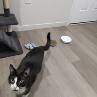 Lost Pet Image
