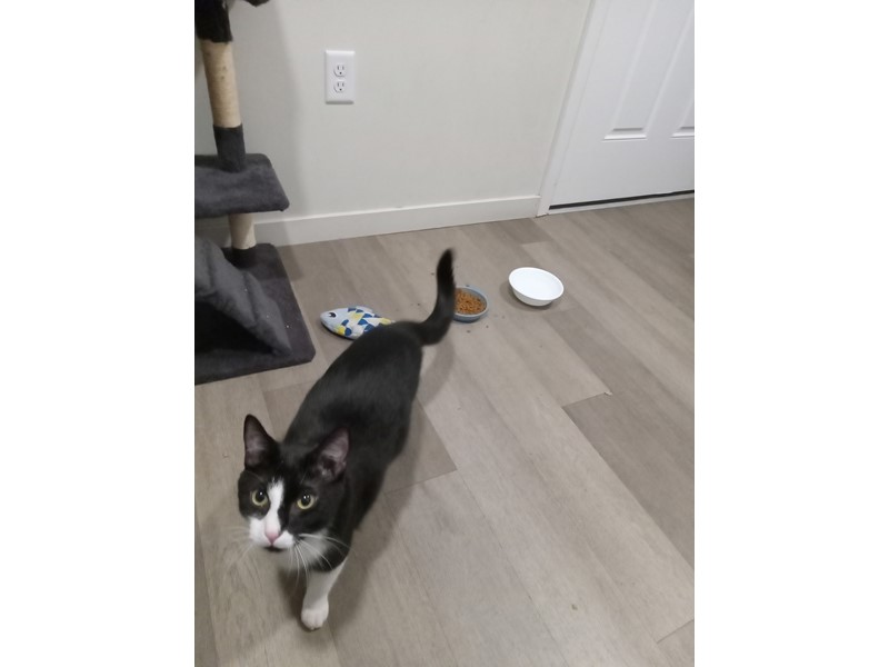 Pet Photo