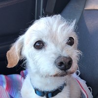 Lost Pet Image