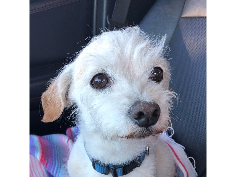 Pet Photo