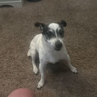 Lost Pet Image