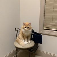 Lost Pet Image