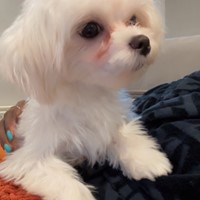 Lost Pet Image