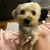 Lost Pet Image