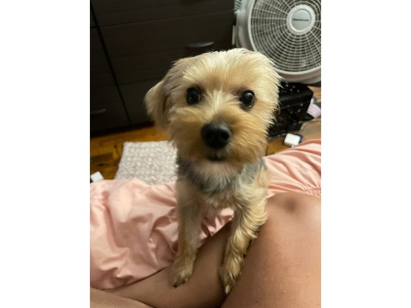 Pet Photo