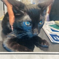 Lost Pet Image