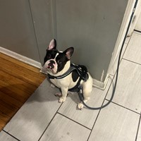 Lost Pet Image