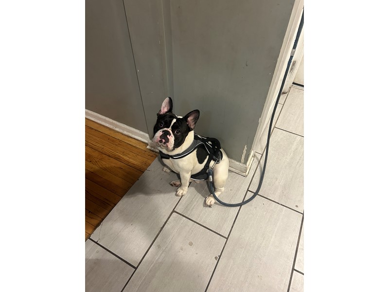Pet Photo