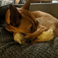 Lost Pet Image