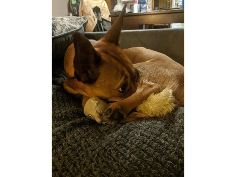 Pet Photo