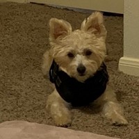 Lost Pet Image