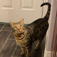 Lost Pet Image