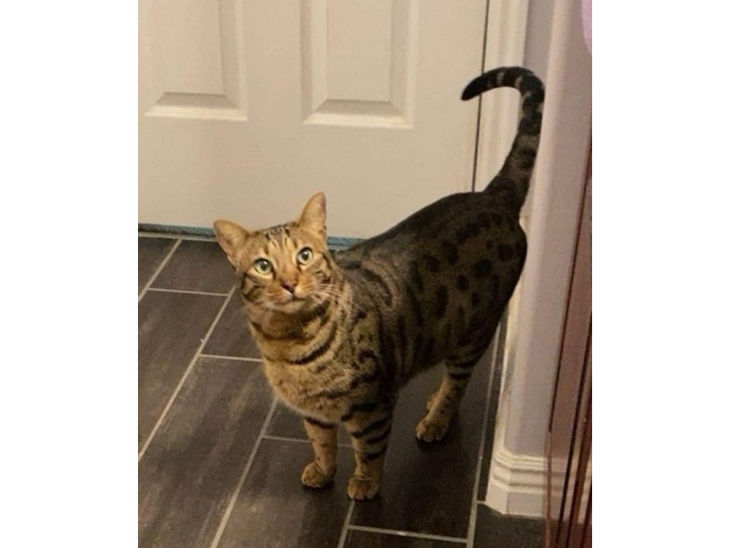 Pet Photo