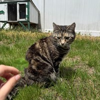 Lost Pet Image