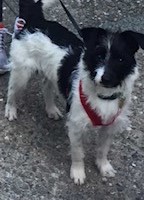 Lost Pet Image
