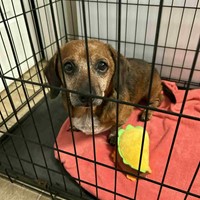 Lost Pet Image
